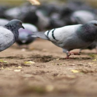 Pigeon Guano Cleaning 3